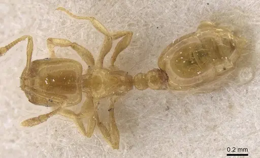 Solenopsis joergenseni - CASENT0913902