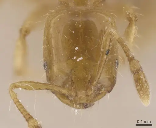 Solenopsis joergenseni - CASENT0913902