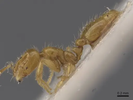 Solenopsis joergenseni - CASENT0913902