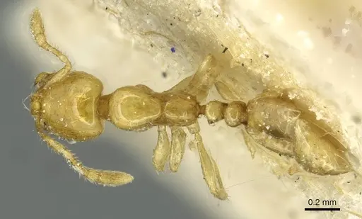 Solenopsis joergenseni - CASENT0913944