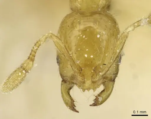 Solenopsis joergenseni - CASENT0913944