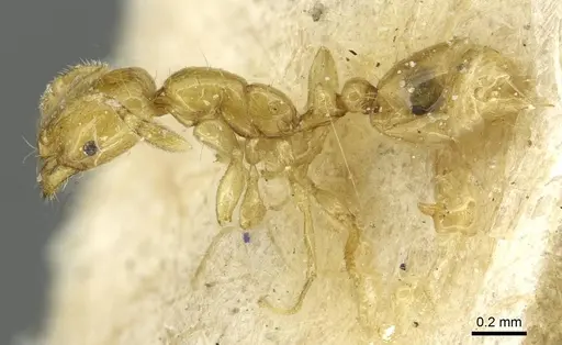 Solenopsis joergenseni - CASENT0913944