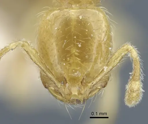 Solenopsis joergenseni - CASENT0917010