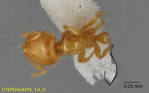 Solenopsis johnsoni specimen