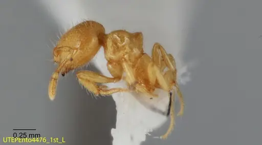 Solenopsis johnsoni specimen