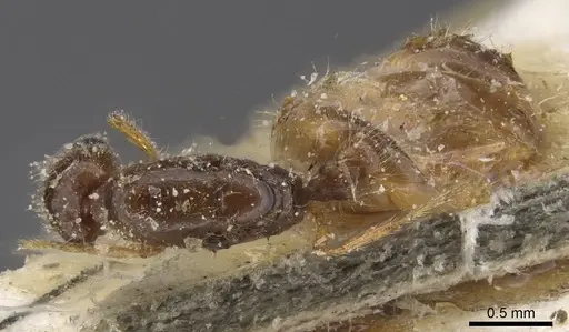 Solenopsis kabylica specimen