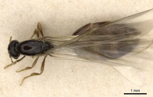 Solenopsis kochi specimen