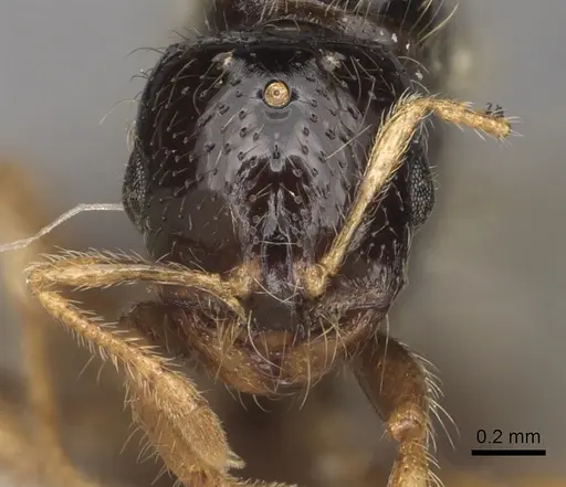Solenopsis kochi specimen