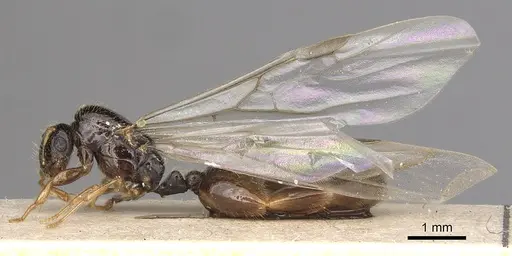 Solenopsis kochi specimen