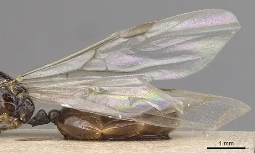 Solenopsis kochi - CASENT0281016