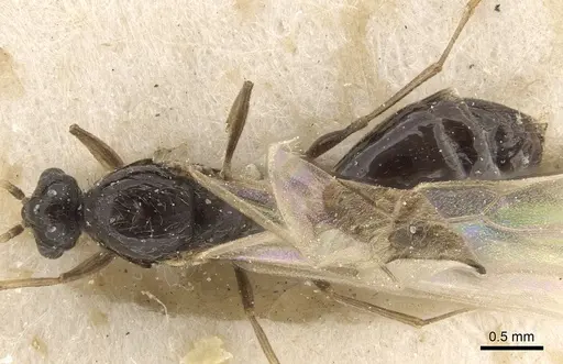 Solenopsis kochi - CASENT0281017