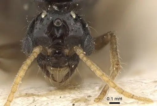 Solenopsis kochi - CASENT0281017