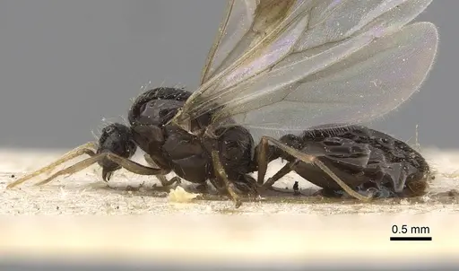 Solenopsis kochi - CASENT0281017