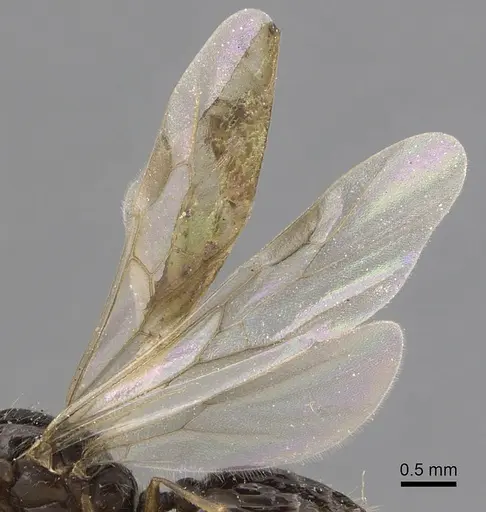 Solenopsis kochi - CASENT0281017