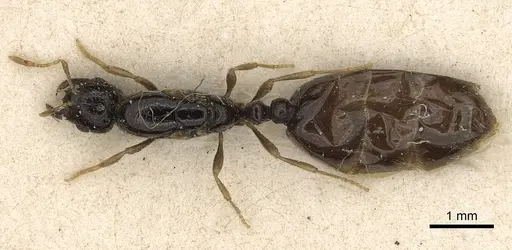 Solenopsis kochi - CASENT0281018