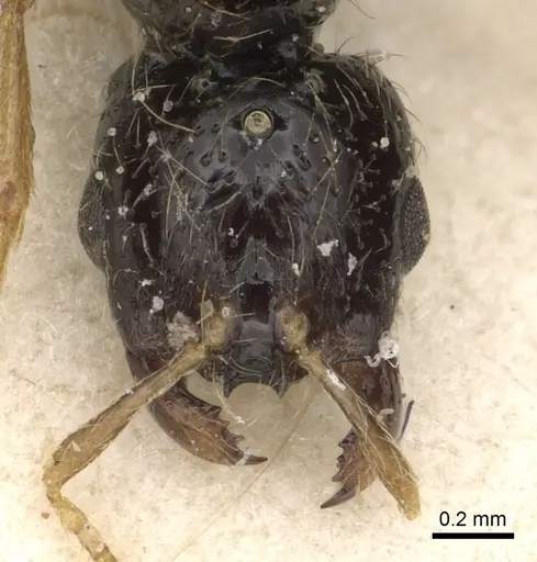 Solenopsis kochi - CASENT0281018