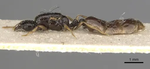 Solenopsis kochi - CASENT0281018