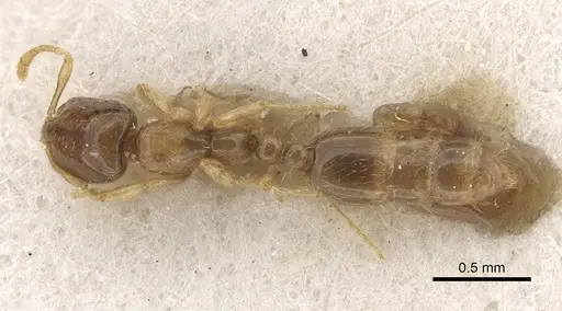 Solenopsis kochi - CASENT0281035