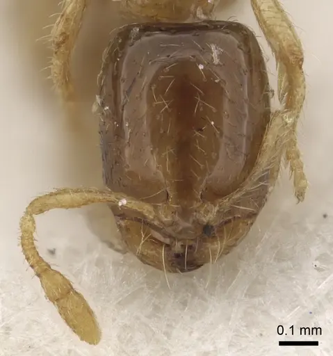 Solenopsis kochi - CASENT0281035