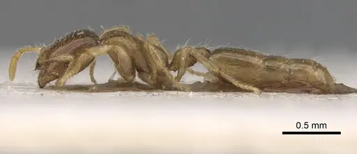 Solenopsis kochi - CASENT0281035