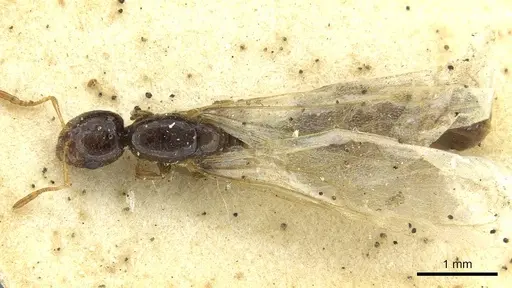 Solenopsis kochi - CASENT0913596