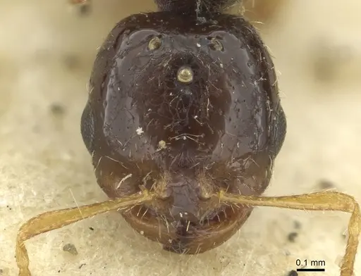 Solenopsis kochi - CASENT0913596