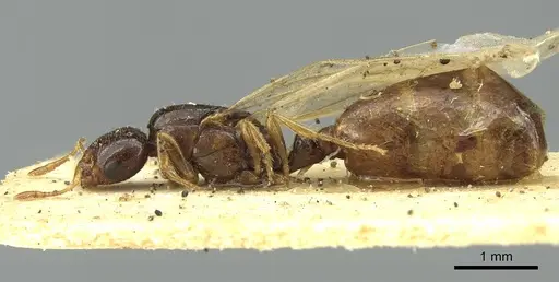 Solenopsis kochi - CASENT0913596