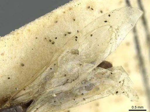 Solenopsis kochi - CASENT0913596