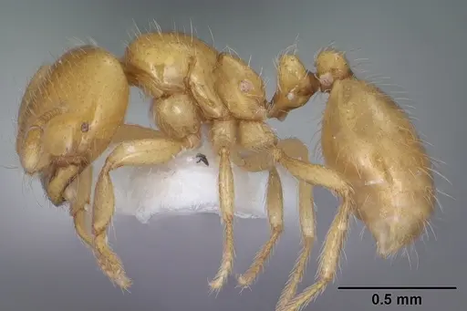 Solenopsis krockowi specimen