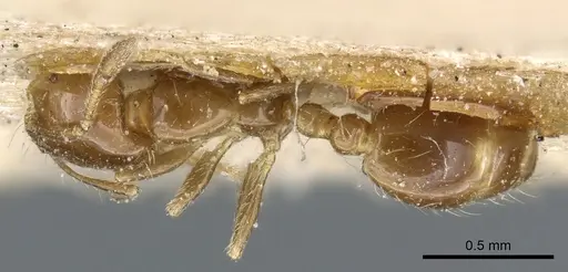Solenopsis latastei specimen