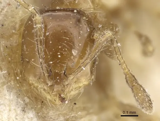 Solenopsis latastei specimen