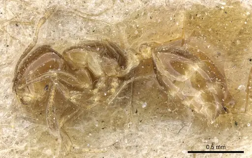 Solenopsis latastei specimen