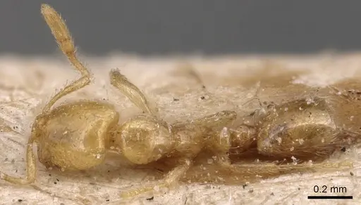 Solenopsis latro specimen