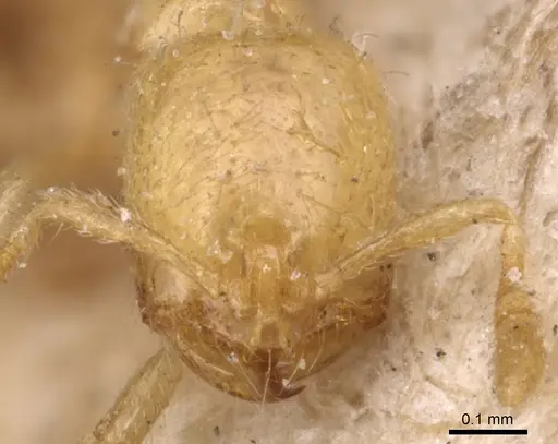 Solenopsis latro specimen
