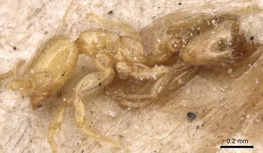 Solenopsis latro specimen