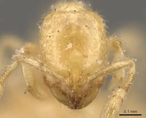 Solenopsis latro - CASENT0908862