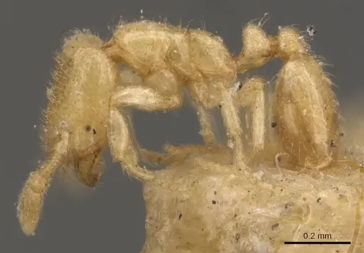 Solenopsis latro - CASENT0908862