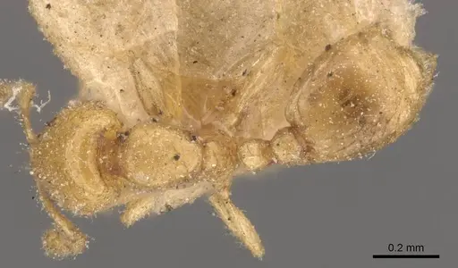 Solenopsis latro - CASENT0908863