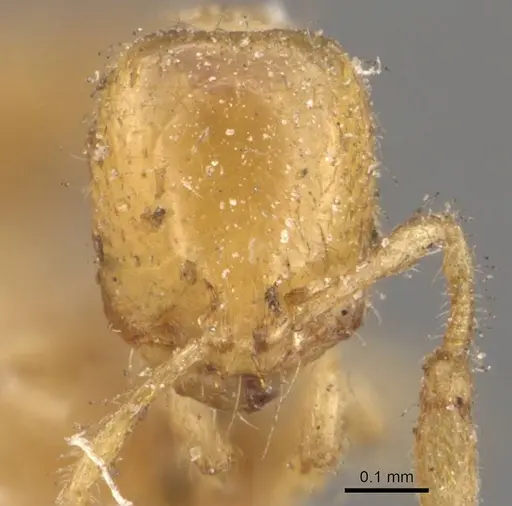 Solenopsis latro - CASENT0908863