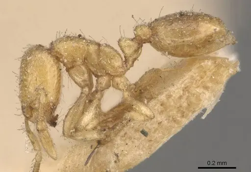 Solenopsis latro - CASENT0908863