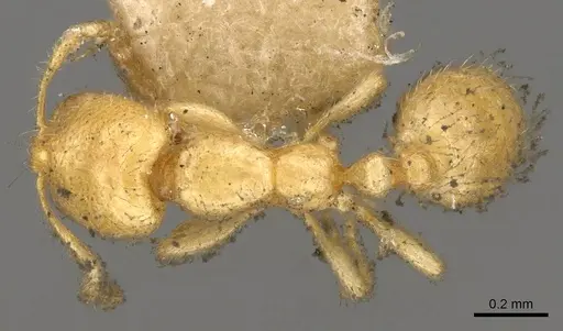 Solenopsis latro - CASENT0914170