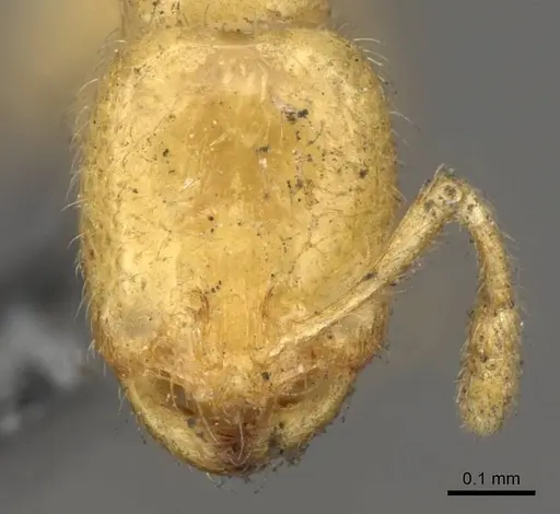 Solenopsis latro - CASENT0914170