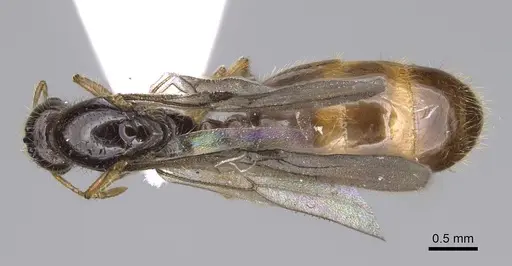 Solenopsis latro - CASENT0914245