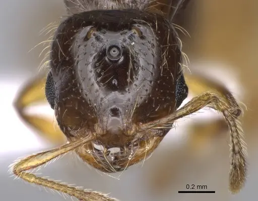 Solenopsis latro - CASENT0914245