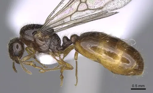 Solenopsis latro - CASENT0914245