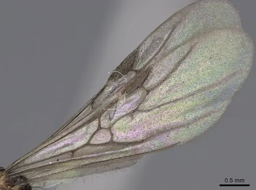 Solenopsis latro - CASENT0914245