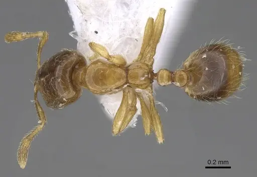 Solenopsis latro - CASENT0914246