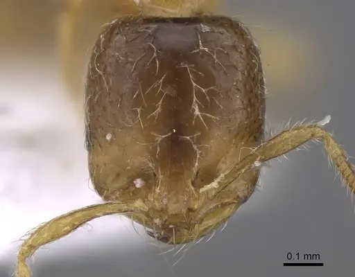 Solenopsis latro - CASENT0914246