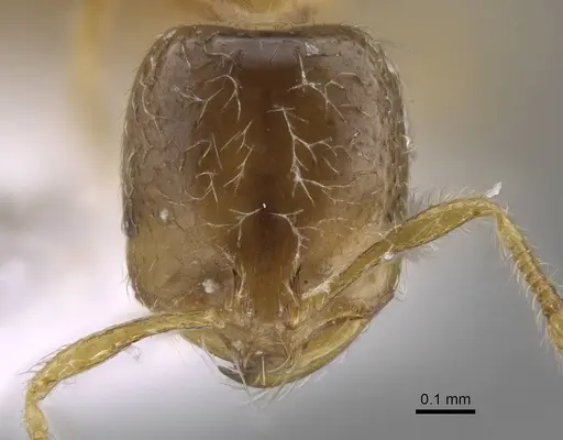 Solenopsis latro - CASENT0914246