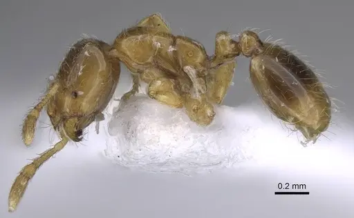 Solenopsis latro - CASENT0914246